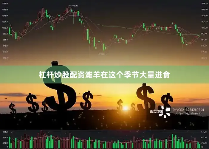 杠杆炒股配资滩羊在这个季节大量进食